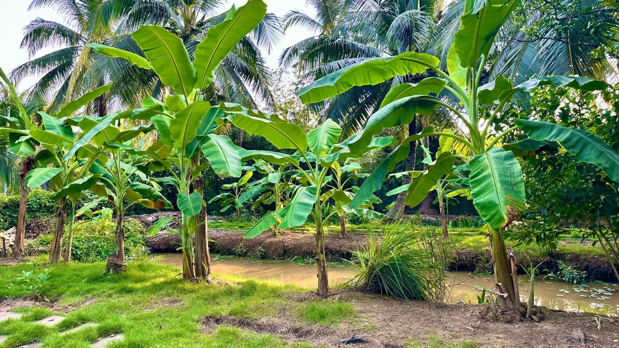 Hide Away Bungalows In Ben Tre City Buitenkant foto